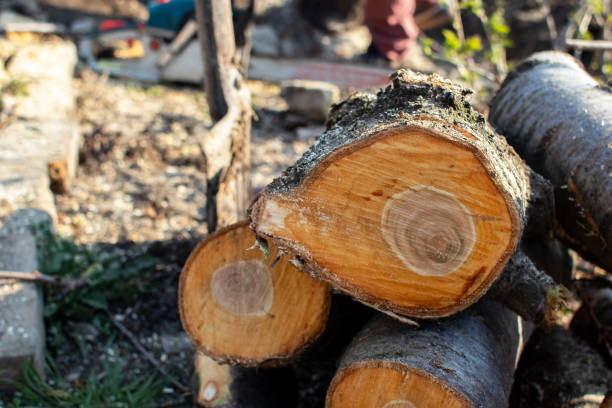 Mount Pleasant, SC Tree Removal Services Company